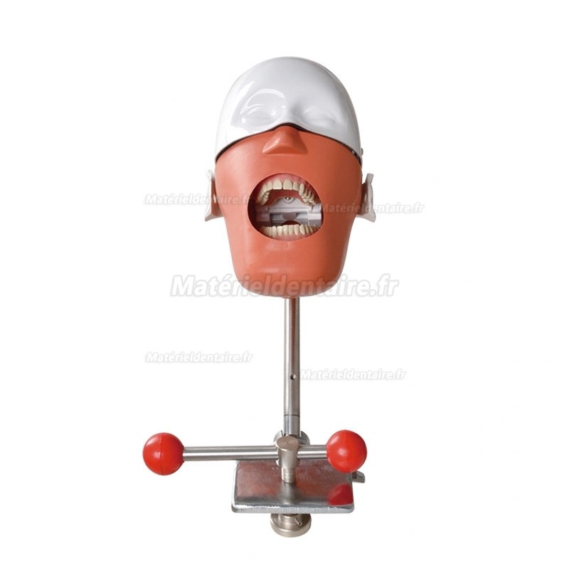 Tête de mannequin dentaire/ Simulateurs dentaires à montage sur banc
